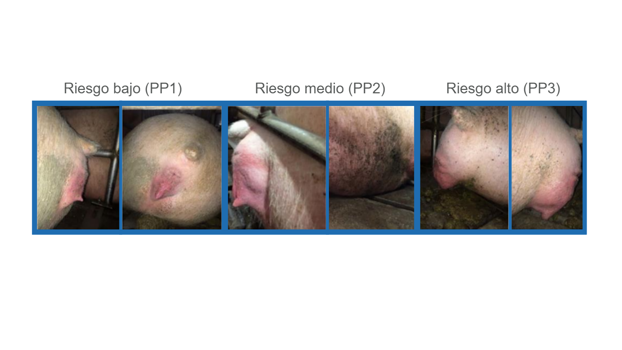 Fuente: Kiefer et al., 2021